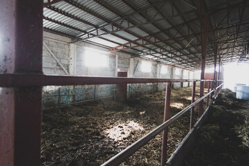 Fototapeta na wymiar Farmer feeds cows. The process of feeding animals on a farm. Dairy complex.