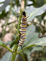 Caterpillar