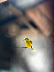A wild Olive-backed Sunbird (Cinnyris jugularis) is perching on a metal clothesline in the middle of a residential area in Batui Selatan District, Banggai Regency, Central Sulawesi, Indonesia.