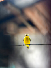A wild Olive-backed Sunbird (Cinnyris jugularis) is perching on a metal clothesline in the middle of a residential area in Batui Selatan District, Banggai Regency, Central Sulawesi, Indonesia.