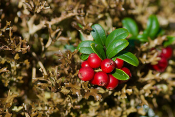 Lingonberry shrubs with clusters of red ripe berries growing in brown moss in the forest in late...