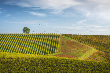 Vineyards, a tree, and birds in flight. Castellina in Chianti, Tuscany, Italy