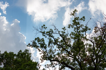 Obraz premium silhouetted trees on a dramatic sky with clouds