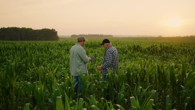 Agronomist Teaching Senior Farmer Of Modern Technology In Agribusiness, Two Farm Workers