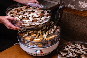 Woman's hands putting mushrooms on drying grid in electric dryer. Digital food dehydrator drying...