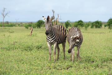 Zèbre de Burchell, Equus quagga burchelli, Parc national Kruger, Afrique du Sud