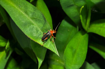 Cantharis livida sitting on a green leaf