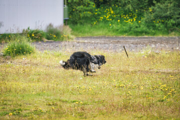 A domestic dog is running and playing with a stick on meadow in summer on weekend