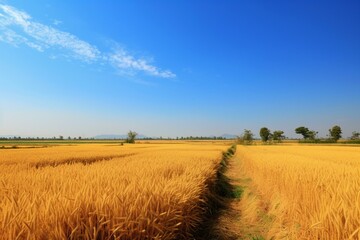 Fototapeta na wymiar Rice field pre-harvest under a clear sky. Generative AI