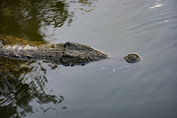 View on a crocodile in the nature