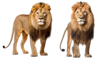 Deurstickers Lion king, Wild cat in nature habitat, The Lion is staring at its prey, Hunter concept, isolated on transparent background, Png files © chiew