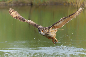 European Eagle Owl (Bubo bubo) flying over a lake in Gelderland in  the Netherlands.                