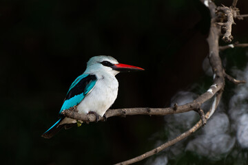 Woodland Kingfisher (Halcyon senegalensis) sitting on a branch in Mashatu Game Reserve in the Tuli Block in Botswana