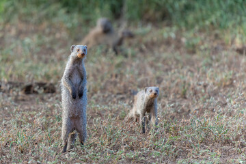 The banded mongoose (Mungos mungo) searching for food in Mashatu game reserve in the Tuli Block in Botswana