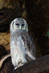 Verreaux's Eagle-owl (Bubo lacteus or Ketupa lactea) is also known as the Giant Eagle-owl sitting in a tree in Mashatu Game Reserve in the Tuli Block in Botswana