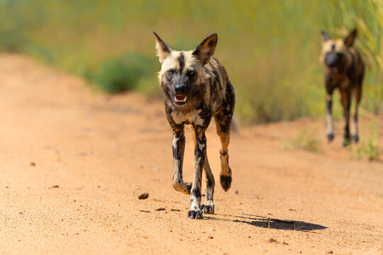 African Wild Dog searching for food, in the Kruger National Park near Ranosterkoppies in South Africa