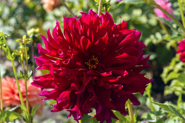 A large red dahlia on a green bush in the garden close-up.