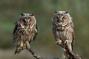 Beautiful long-eared owl (Asio otus) adult en juvenile sitting on a branch in Gelderland in the Netherlands 