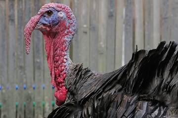 A male turkey is showing aggressive behavior to chase away other animals that enter its territory....