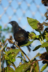black and grey birds on the fence and flowers picking seeds