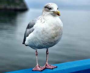 Seagull, Wales