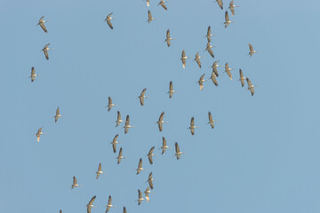 Banner with a flying flock of cranes as crane wedge in Autumn at soft blue sky with copy space. Seasonal migration of birds to South