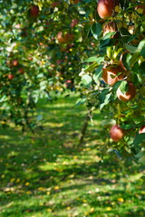 りんご園の木になるりんご