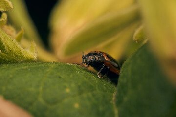 Details of a red and black insect on a green leaf