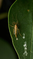 A brown insect with feathers on its head perched on a green leaf.