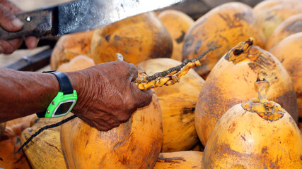 Amazonian market vendor preparing fresh coconuts in Peruvian Amazon