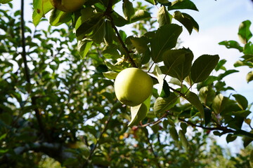 木になるシナノゴールド