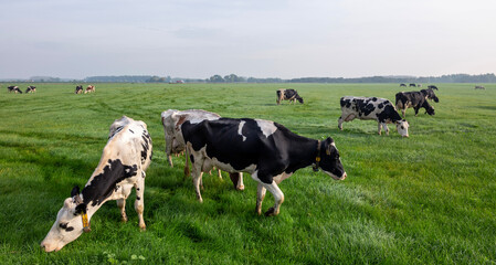 Fototapeta premium spotted holstein cows in meadow near farm in holland