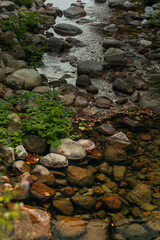 Corrente do rio na floresta verde