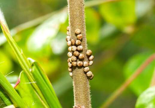 Luna or moon velvet moth - Actias luna - eggs from female deposited on a stem of one of their southern range host plants Rhus copallinum, the dwarf, flame leaf, winged or shining sumac