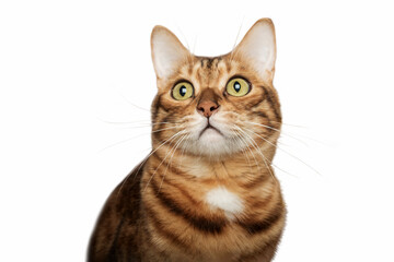 Funny face of a Bengal cat on a white background.