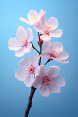 flower, blossom, spring, white, plant, tree, bloom, nature, flowers, branch, beauty, flora, macro, cherry, petal, pink, blooming, apple, garden, leaf, petals, closeup, floral
