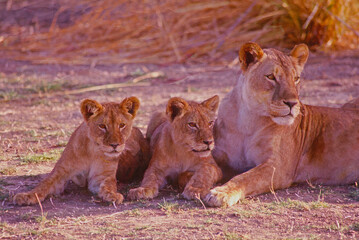 African lion with her cubs,photo art