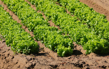 field cultivated with lettuce with organic techniques without harmful chemicals and fertile sandy soil