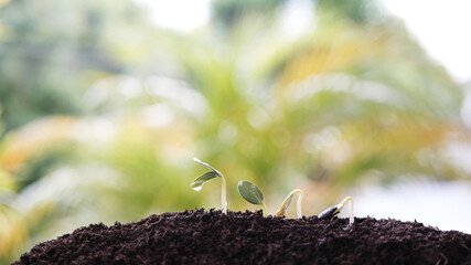 Small growing plants sprout growing