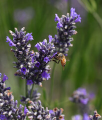 bee sucking pollen from lavender flowers in order to produce honey and pollinate other plants