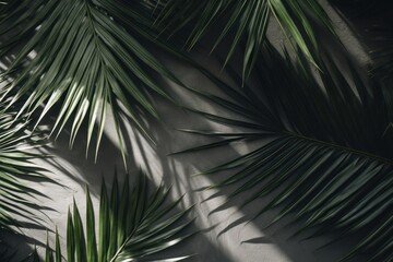 Green tropical tree palm leaves with sunny shadow on white wall as background. Copy space.