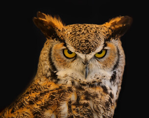 Eurasian eagle-owl also called Bubo Bubo species of owl resides in Eurasia with distinctive ear tufts in head and yellow eyes