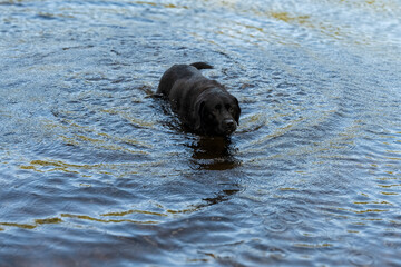 Black lab playing in the water