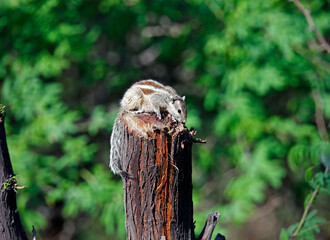 Five striped palm squirrel in a park in Delhi