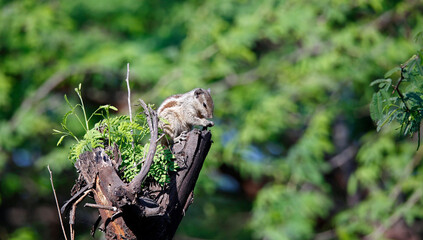 Five striped palm squirrel in a park in Delhi