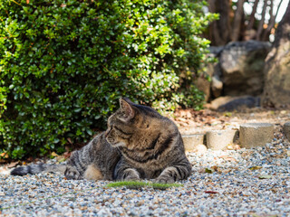 猫じゃらしを無視する猫