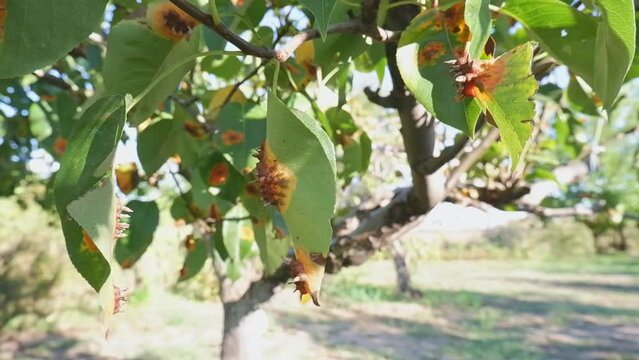 Pear leaves with Gymnosporangium sabinae is a species of rust fungus in the subdivision Pucciniomycotina. Known as pear rust, European pear rust, or pear trellis rust. Problem in gardening