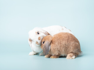 The older rabbit licks fur for her young. Lovely action of holland lop rabbit. - obrazy, fototapety, plakaty