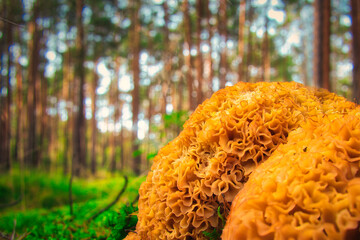 Mushroom in the Forest - Close-up - Autumn - Background - Green - Nature - Wood - Moss - Organic -...