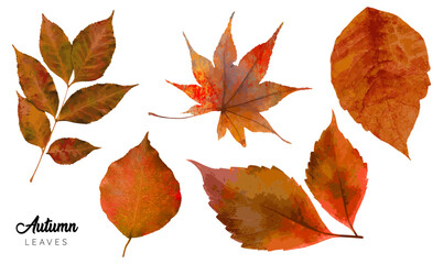 Autumn Leaves Collection. Orange Color Vector. Fall Season Plants
